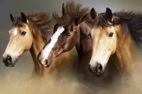 /album/obrazky/a23704-horses-jpg1/